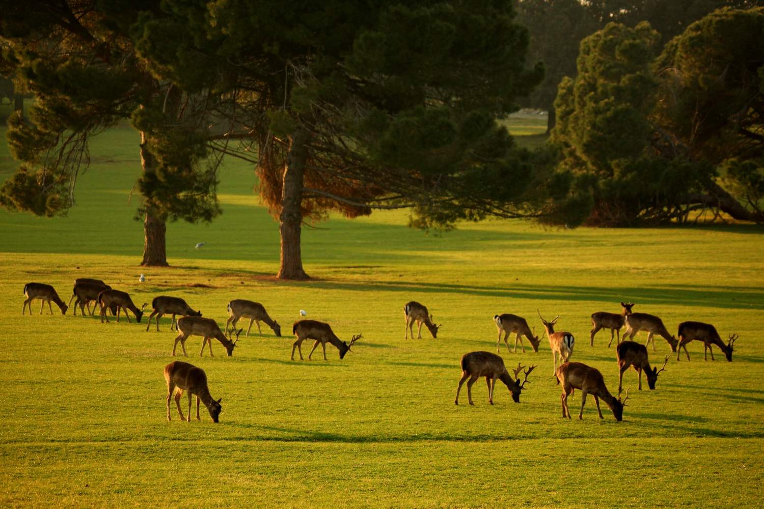 » Fotomonografija “Nacionalni Park Brijuni”